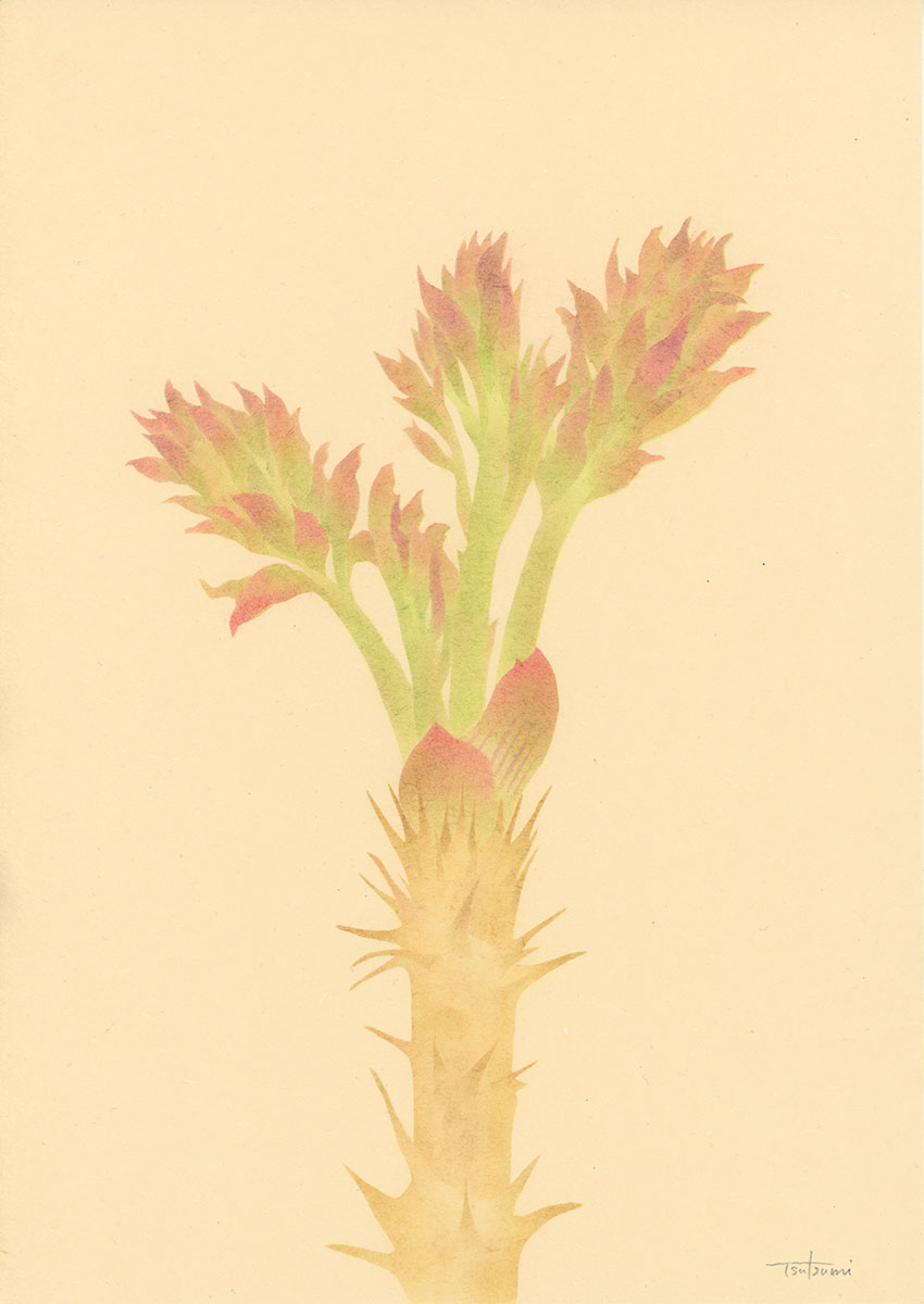 たらの芽